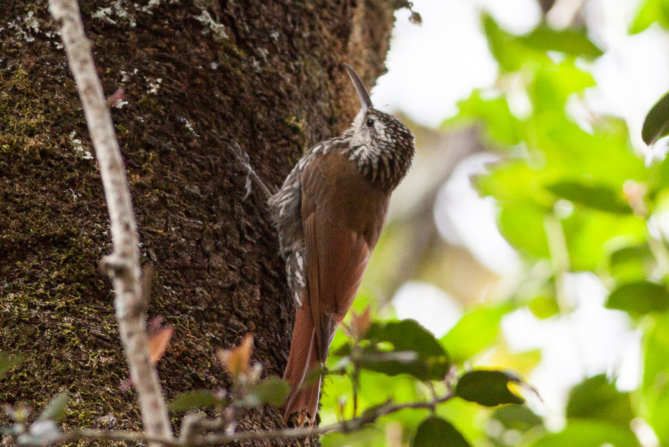 White-striped Woodcreeper