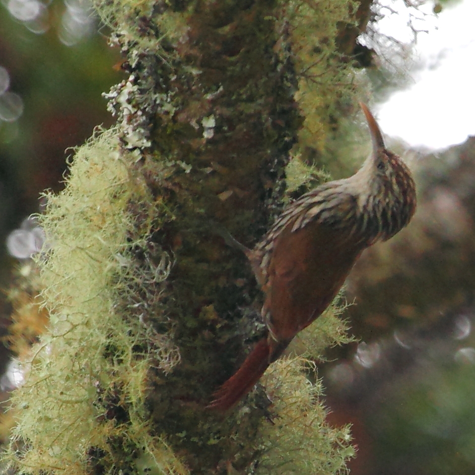 Scaled Woodcreeper
