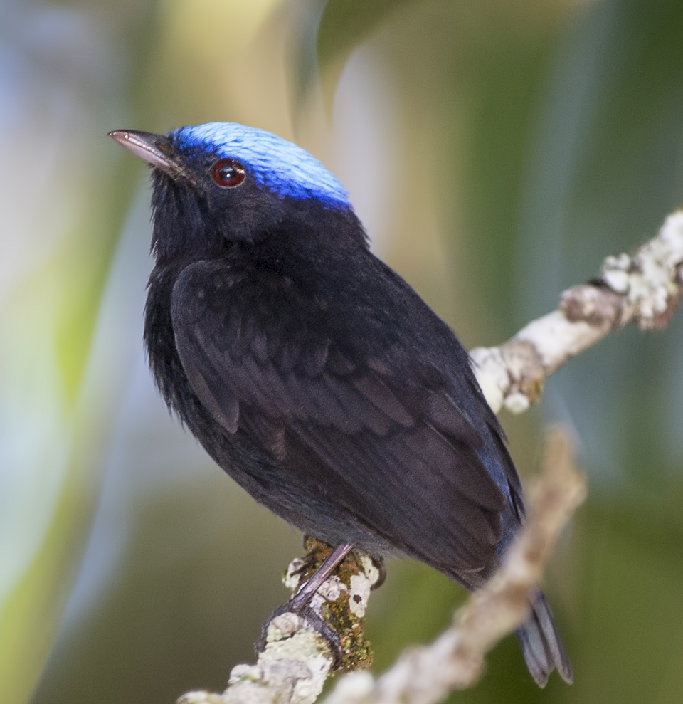 Blue-crowned Manakin
