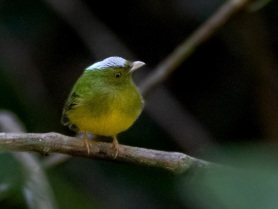 Opal-crowned Manakin