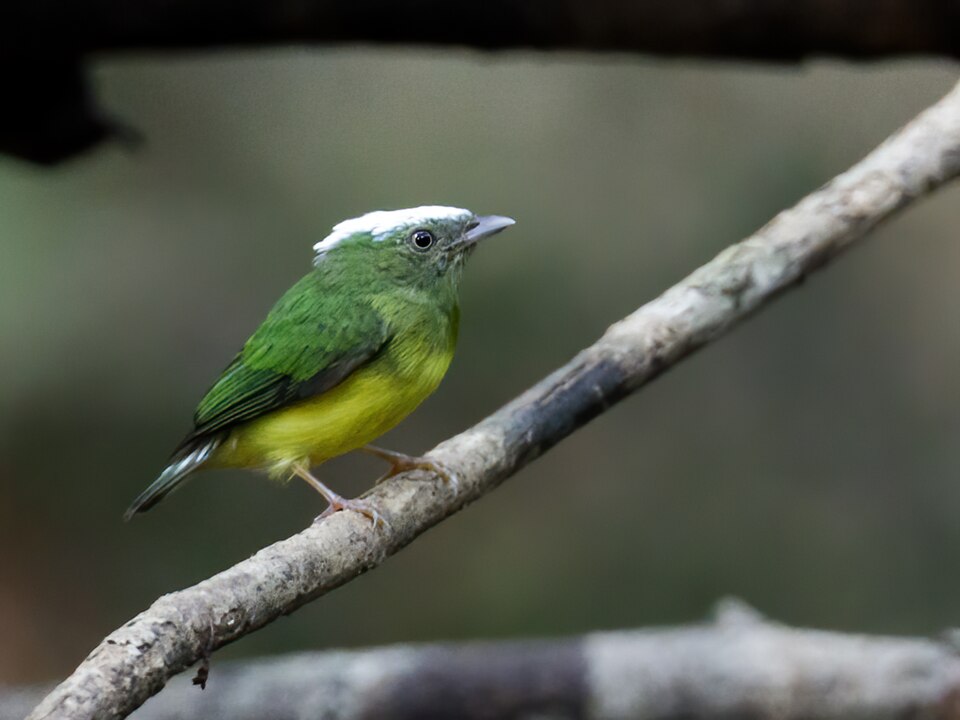 Snow-capped Manakin