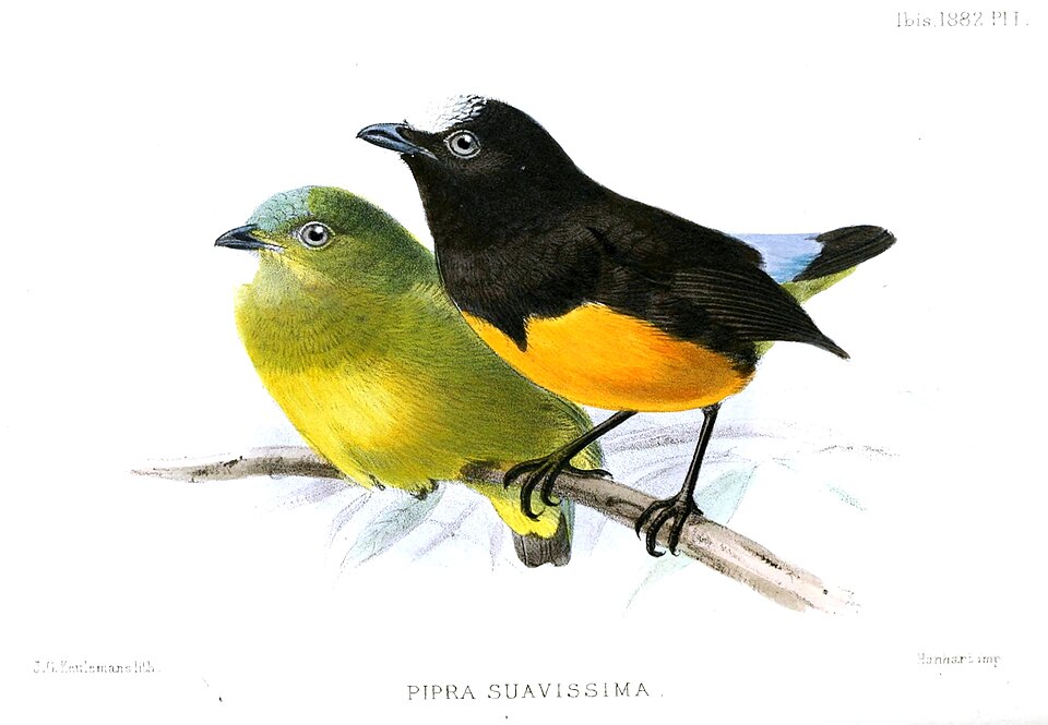 Orange-bellied Manakin