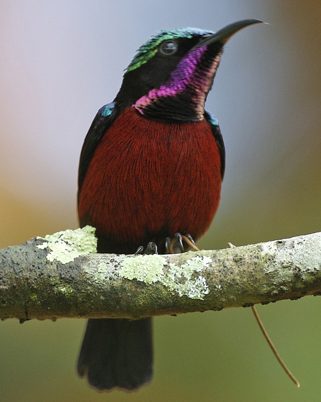 Van Hasselt's Sunbird