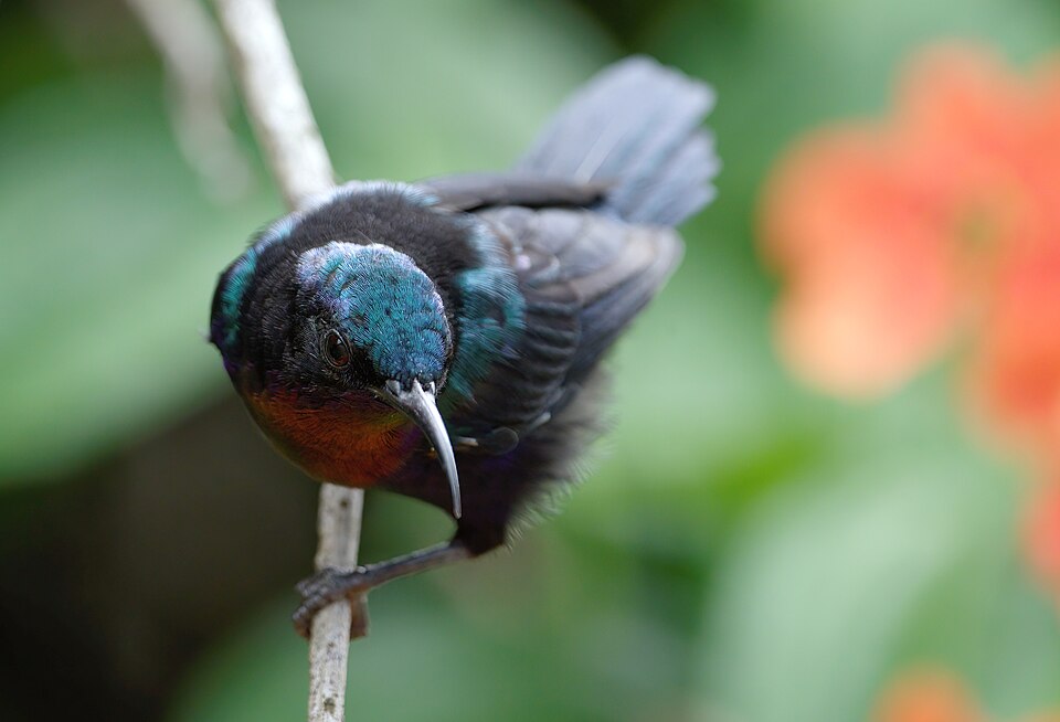 Copper-throated Sunbird