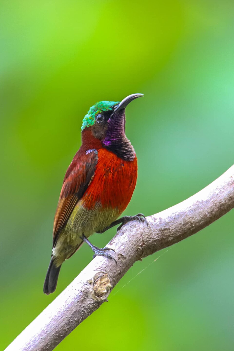 Purple-throated Sunbird