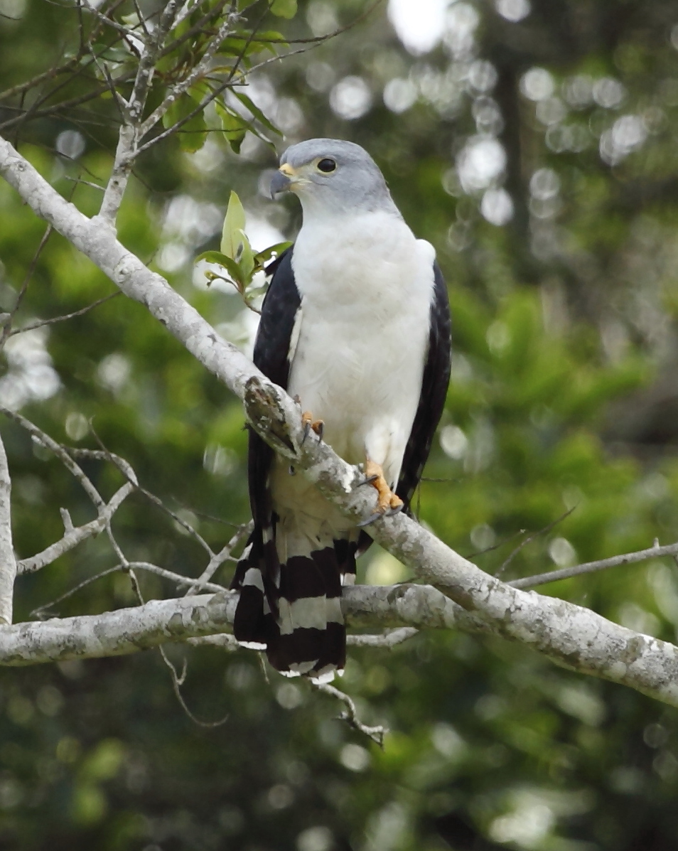 Grey-headed Kite