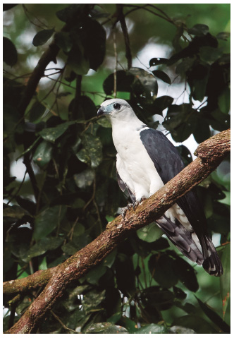 White-collared Kite
