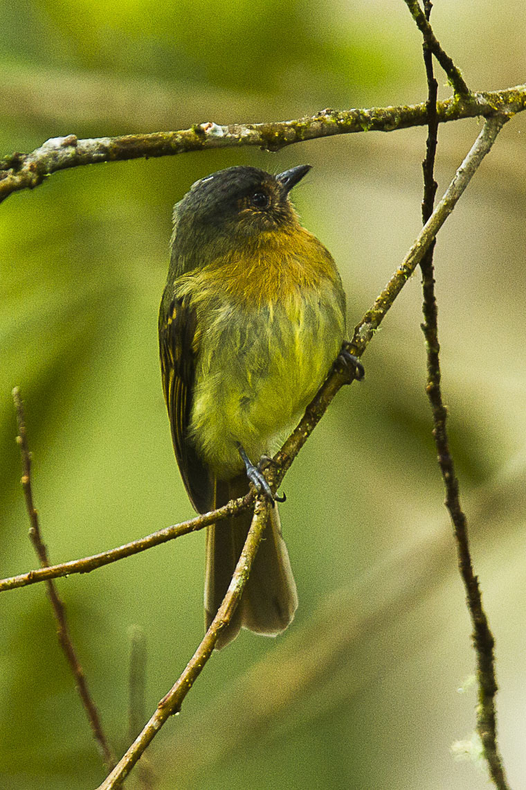 Rufous-breasted Flycatcher