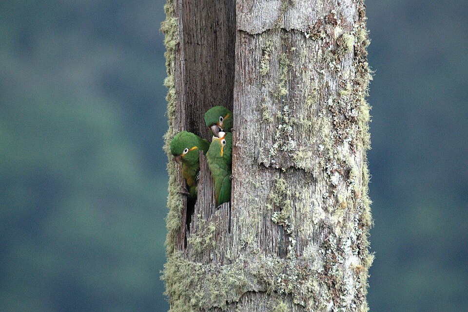 Golden-plumed Parakeet