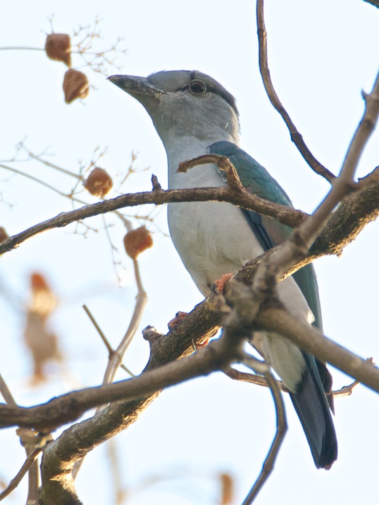 Cuckoo Roller