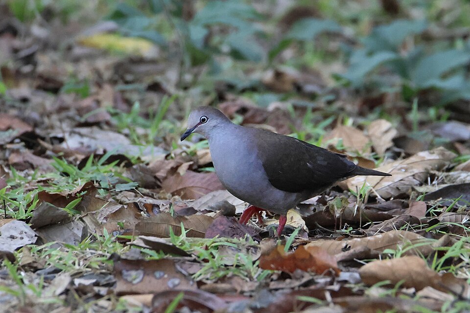 Grey-chested Dove