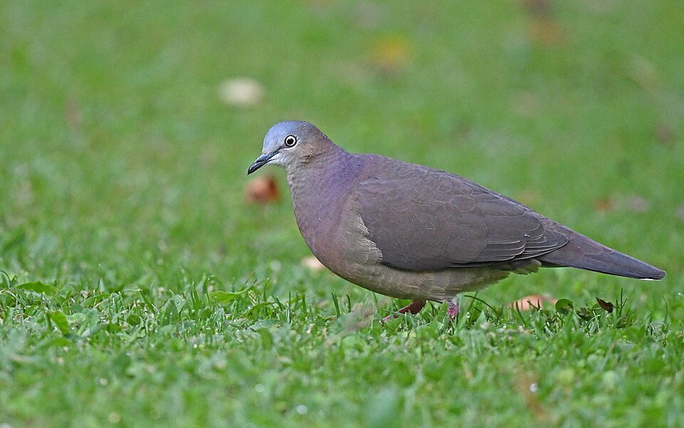 Tolima Dove