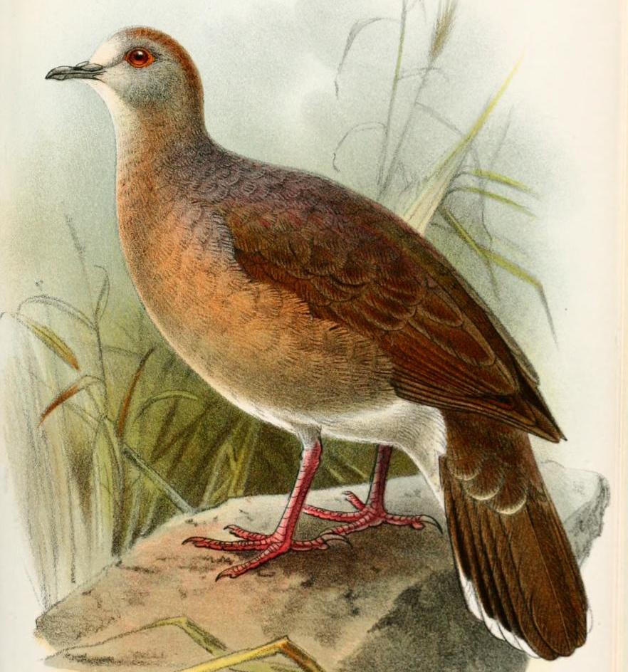 Yungas Dove