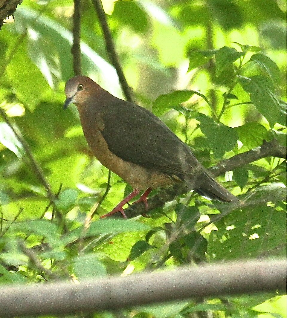 Ochre-bellied Dove