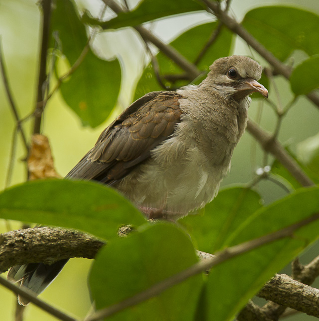 Pallid Dove