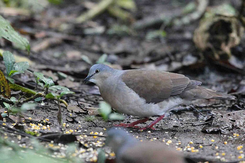 Grey-headed Dove