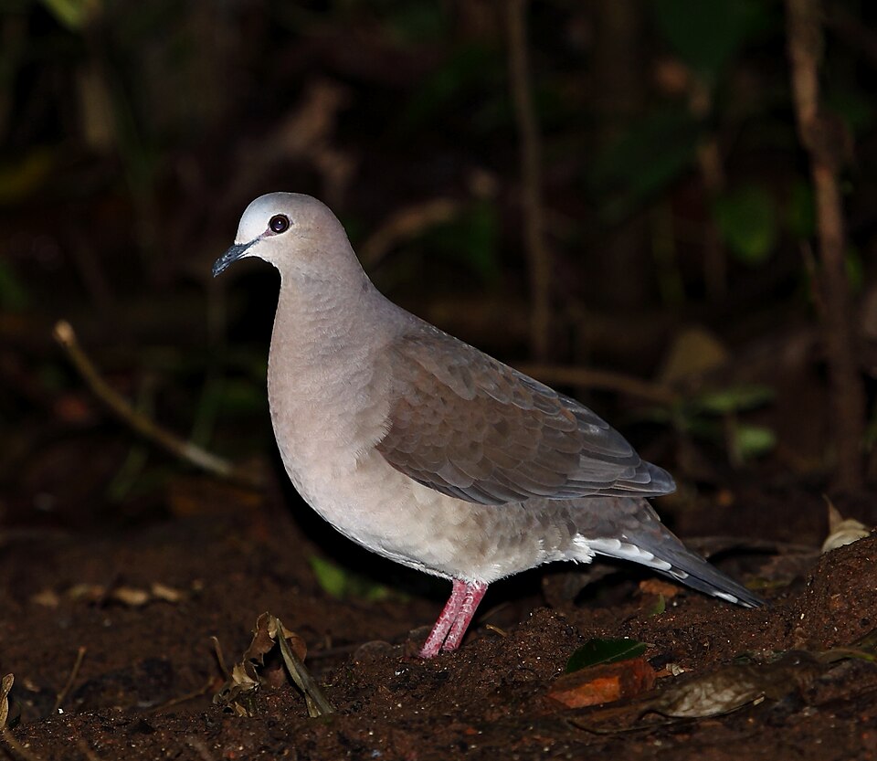 Grey-fronted Dove