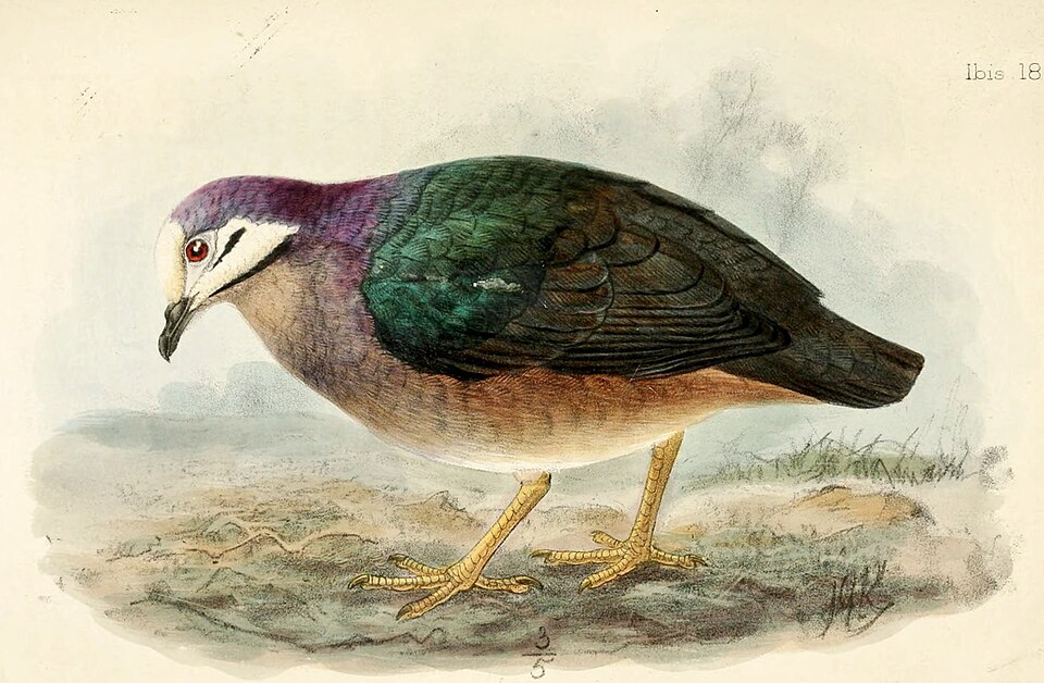 Olive-backed Quail-Dove