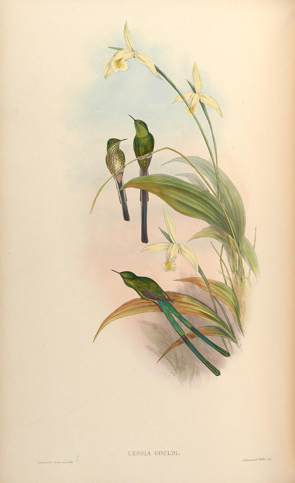 Green-tailed Trainbearer
