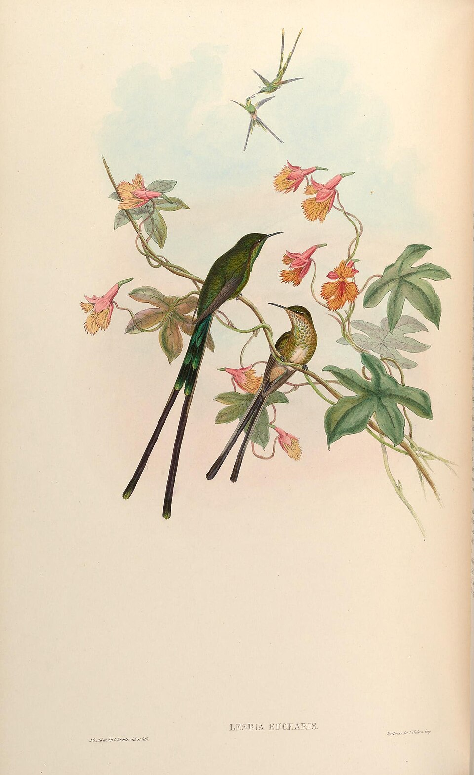 Black-tailed Trainbearer