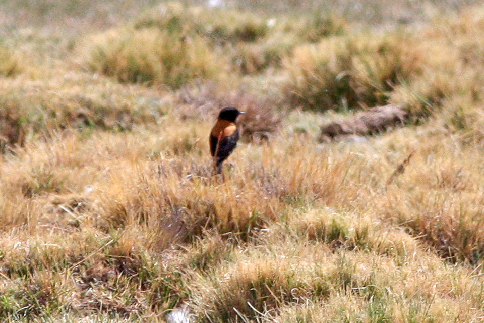 Andean Negrito