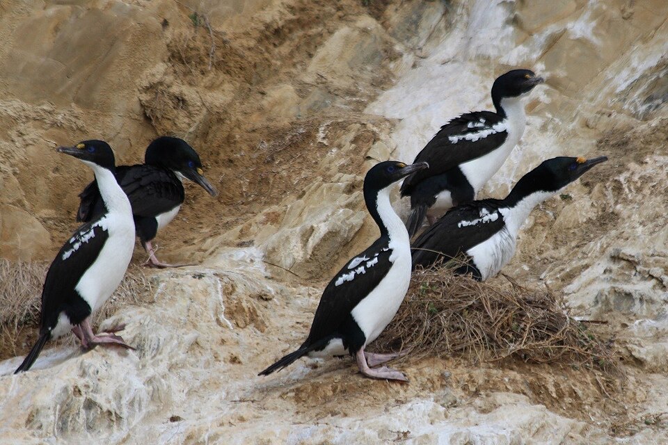 New Zealand King Shag