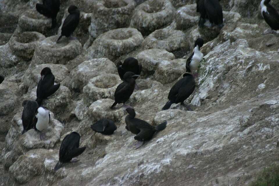 Otago Shag