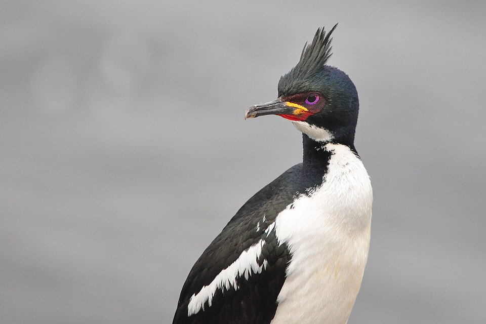 Auckland Shag