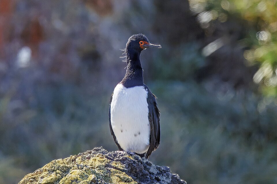 Rock Shag