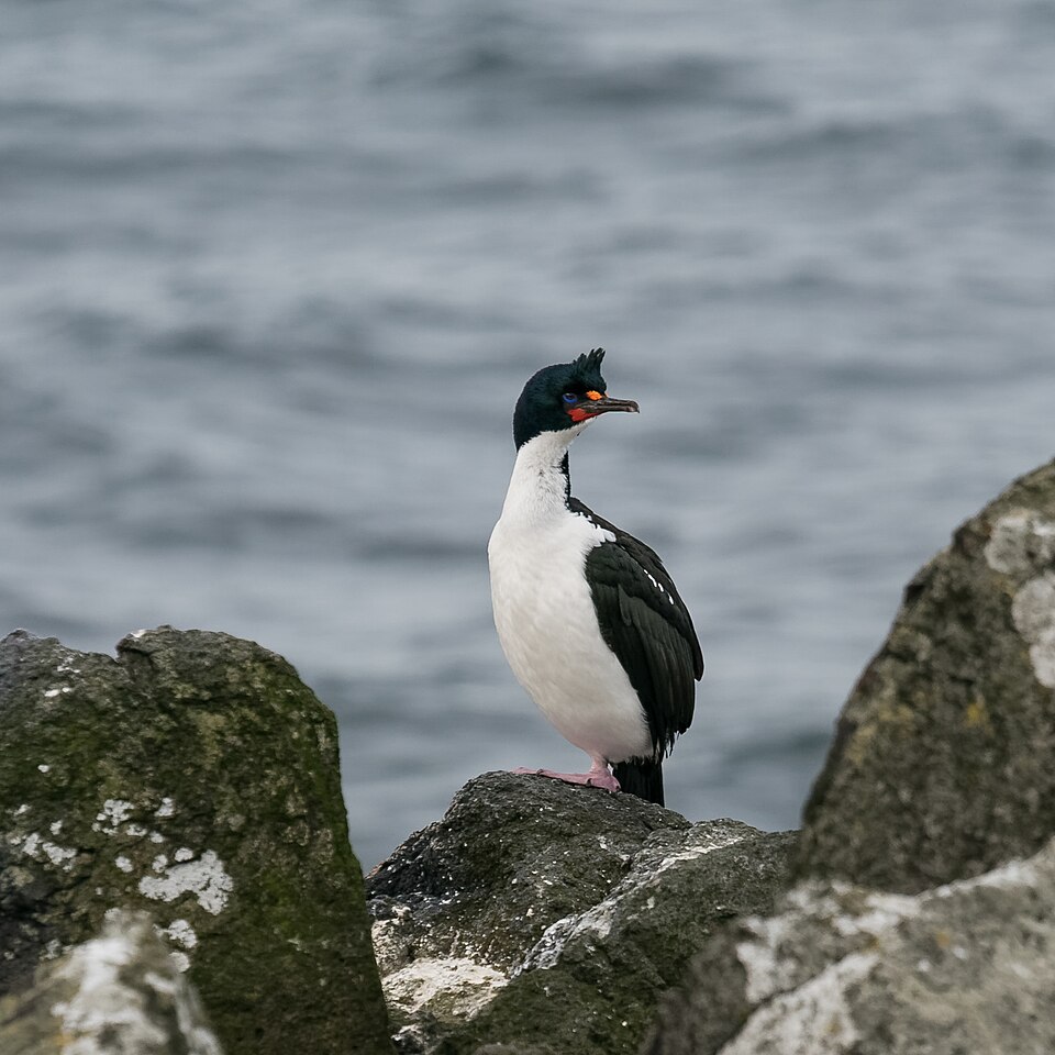 Chatham Shag