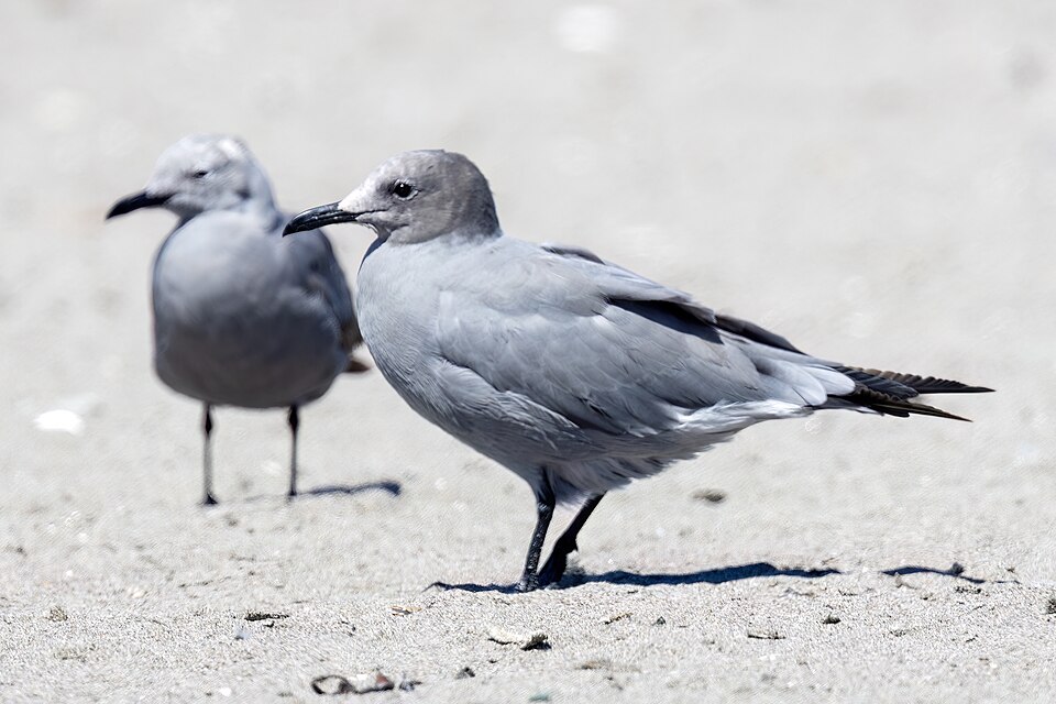 Grey Gull