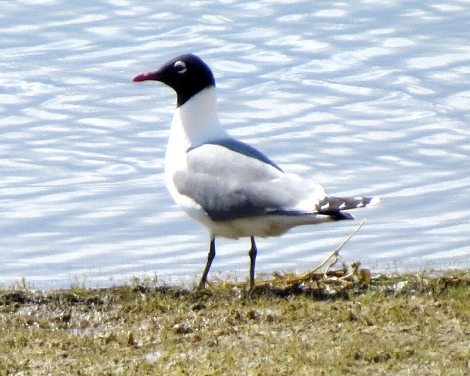 Franklin's Gull