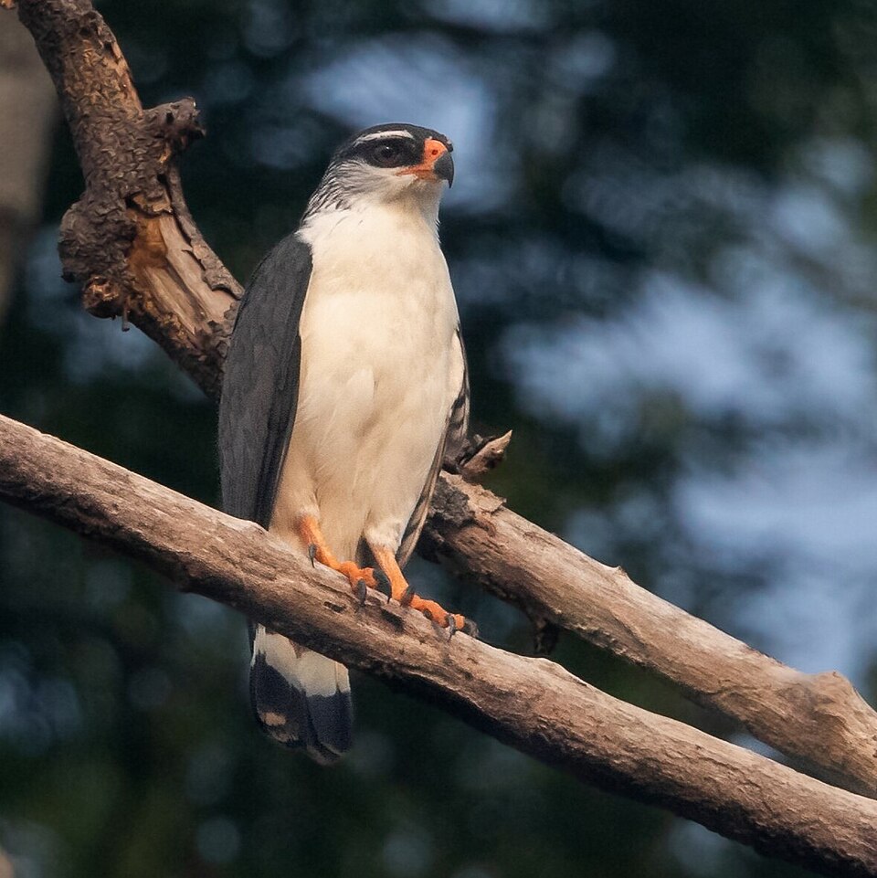 White-browed Hawk