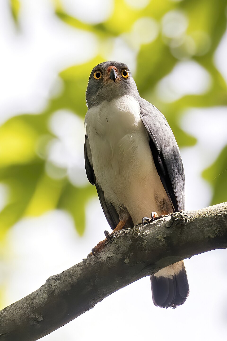 Semiplumbeous Hawk