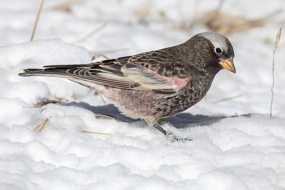 Black Rosy Finch