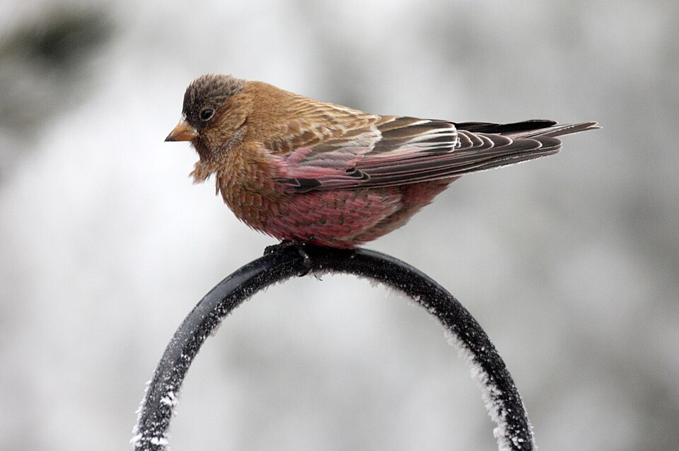 Brown-capped Rosy Finch