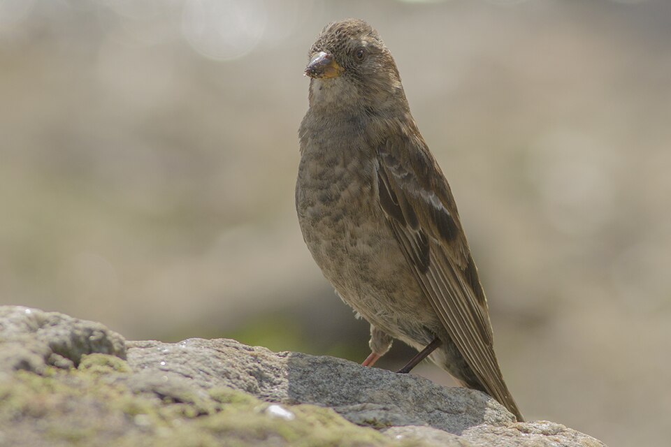 Plain Mountain Finch