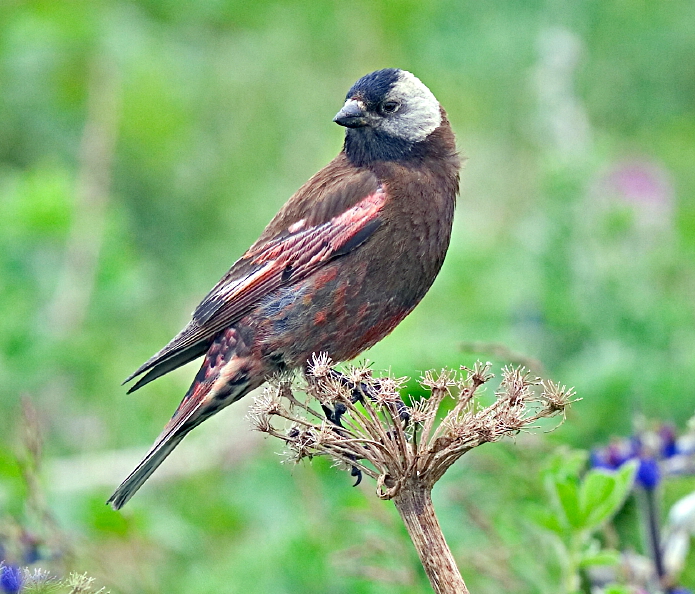 Grey-crowned Rosy Finch