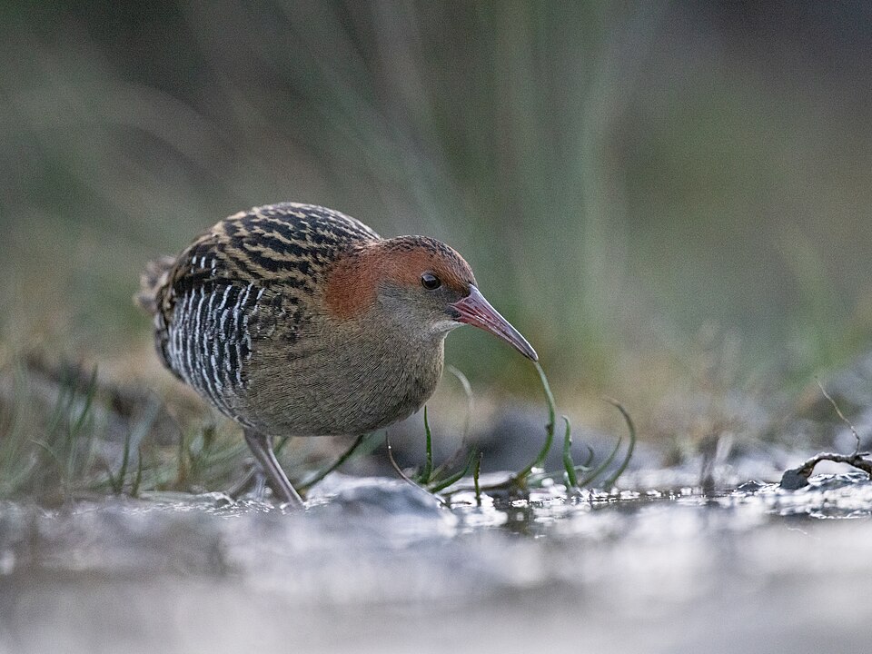 Lewin's Rail
