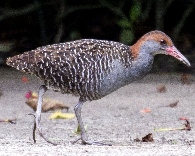 Slaty-breasted Rail