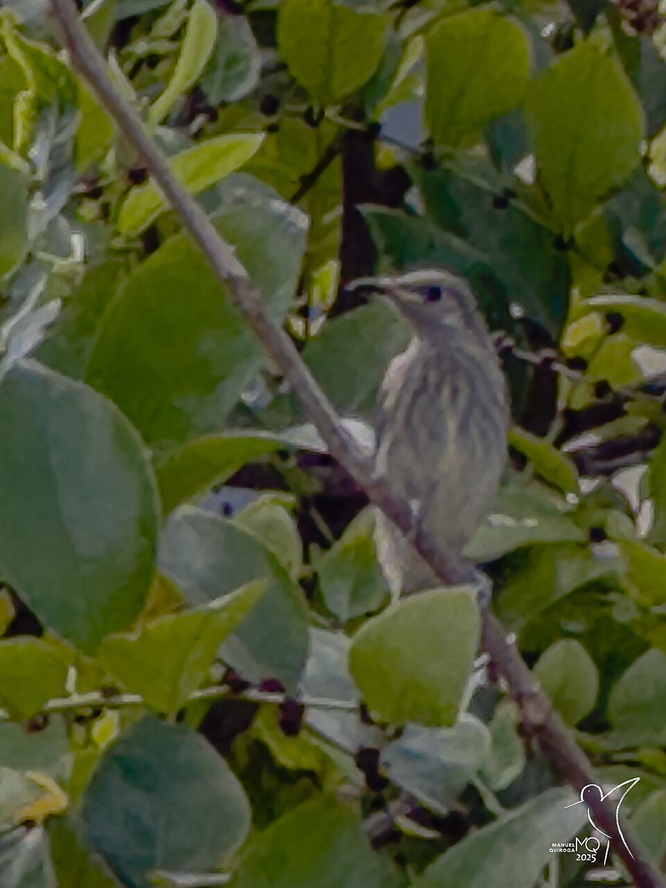 Silver-eared Honeyeater