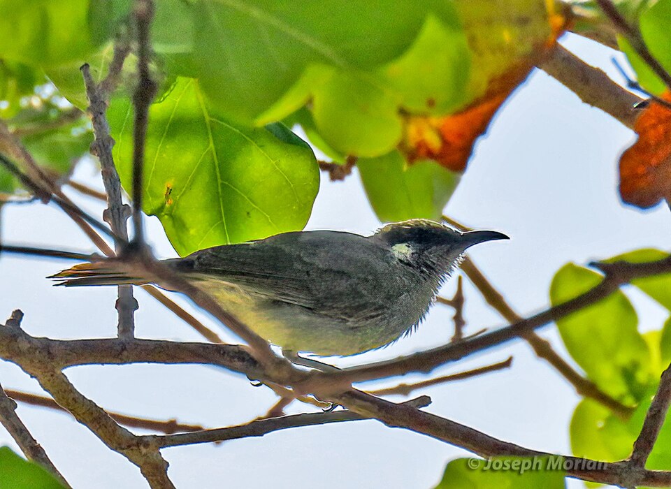 Olive Honeyeater