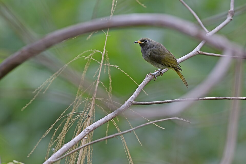 Buru Honeyeater