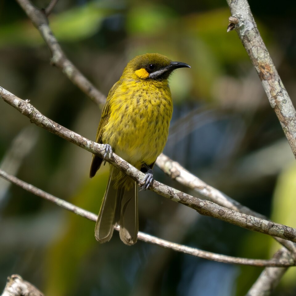 Flame-eared Honeyeater