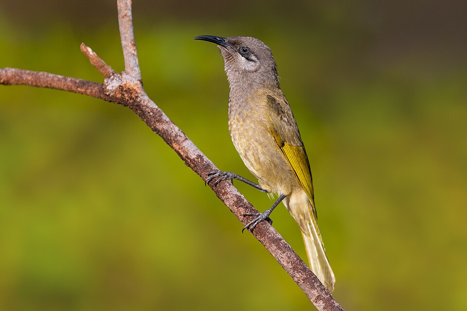 Grey-eared Honeyeater