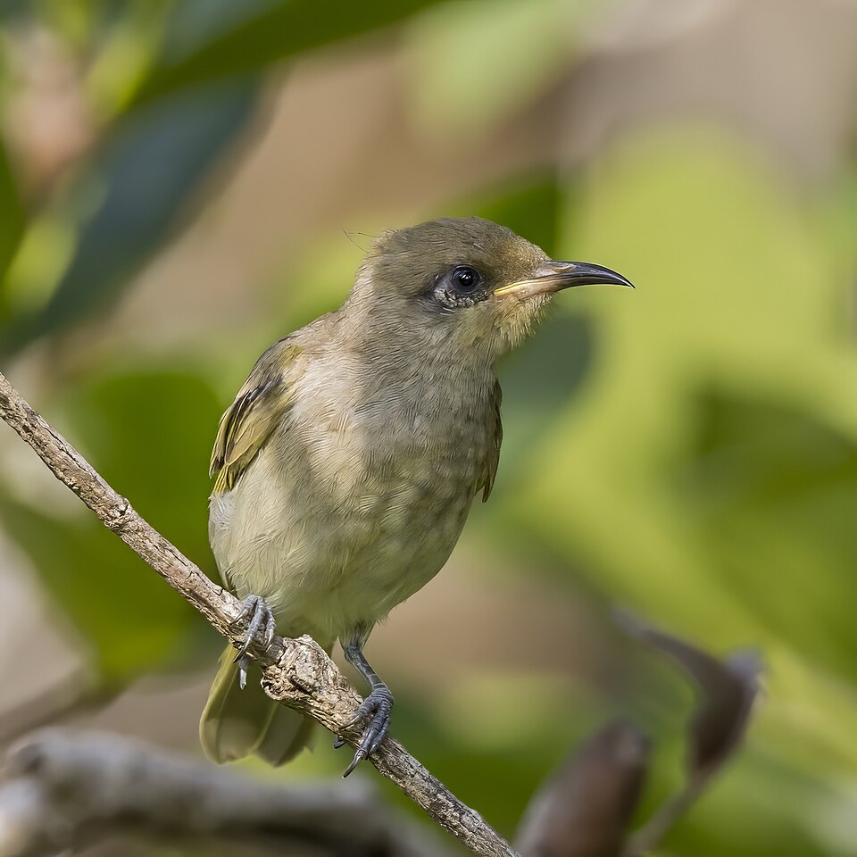 Indonesian Honeyeater