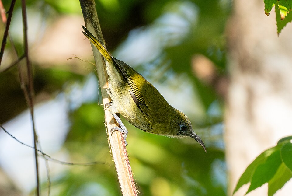 Scaly-crowned Honeyeater