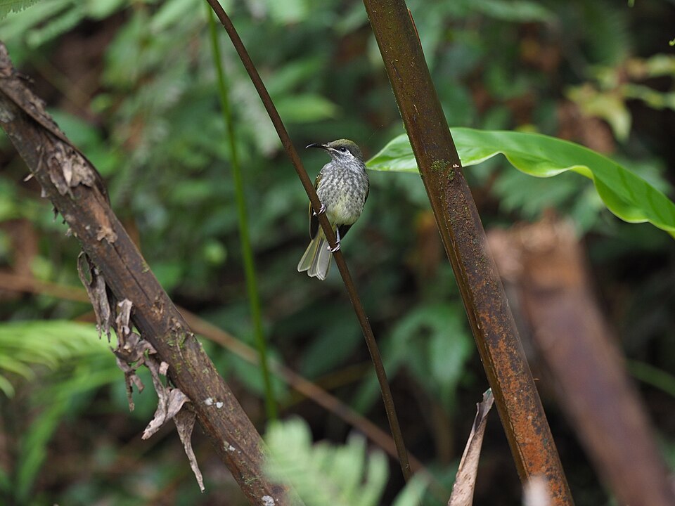 Seram Honeyeater