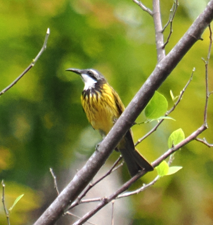 Black-necklaced Honeyeater