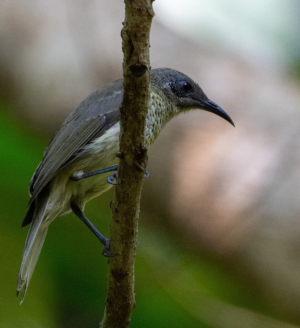 Scaly-breasted Honeyeater